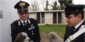 Aversa: strage di cuccioli FOTOGALLERY