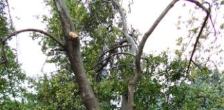 Piedimonte Matese: incuria e maltempo, a rischio gli arbusti della villa comunale FOTO