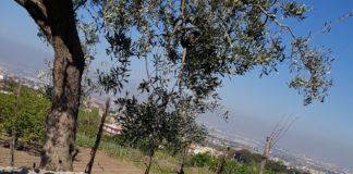 La Lady Turris ferma sullo 0-0 il forte Napoli Dream Team