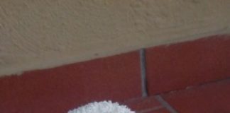 Arienzo: volontari Enpa salvano faina chiusa in una busta di plastica