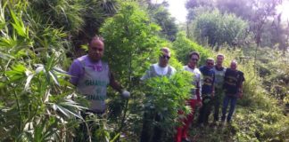 Mondragone: coltivava marjuana in casa, denunciato 53enne
