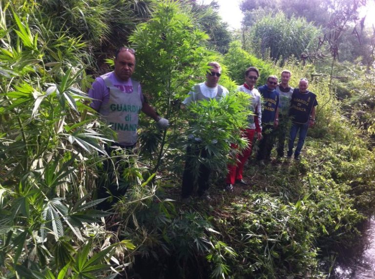 Mondragone: coltivava marjuana in casa, denunciato 53enne