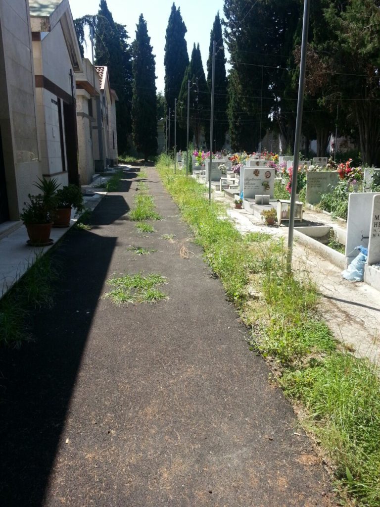 Aversa: viali del cimitero invasi dalle erbacce LA FOTO