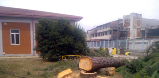 Cesa: pini abbattuti nella scuola media, dossier osservatori ambientali a Forestale e carabinieri