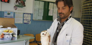 Benevento: polizia provinciale salva barbagianni e falco pecchiaiolo