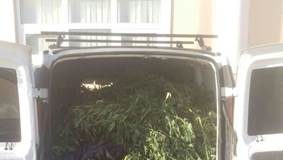 Villa Literno: coltivano 300 kg di marijuana, due arresti. Sequestrate armi e munizioni VIDEO