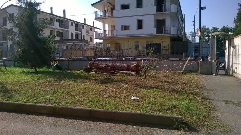 Cesa: pini abbattuti e non ancora rimossi dal cortile della materna, è polemica