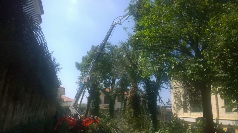 Qualiano: potatura alberi nelle scuole comunali