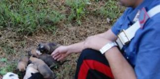 Pratola Serra: carabinieri salvano sette cuccioli abbandonati
