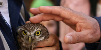 Castello Ducale di Bisaccia: un piccolo esemplare di gufo salvato dai bambini.