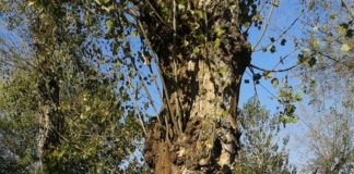 Succivo: Festa dell’albero con abbraccio da record