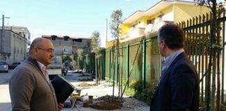 Qualiano: piantumati 26 lecci