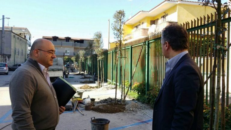 Qualiano: piantumati 26 lecci