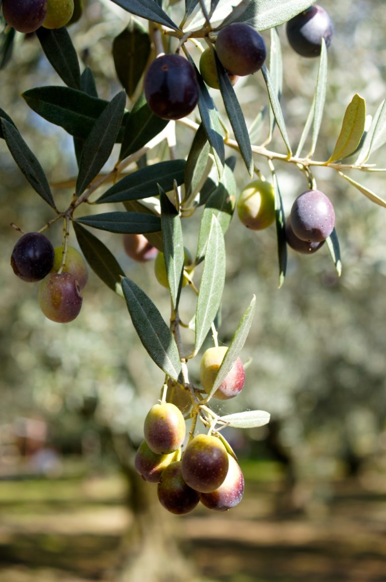 Olio d’Oliva, premio Biol all’Ept di Caserta