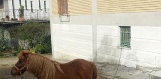 Rocca d’Evandro: deteneva pony in pessime codizioni, denunciaot