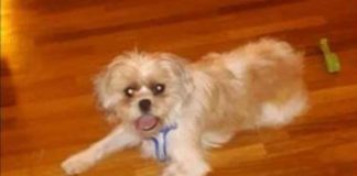 Avellino: carabinieri trovano barboncino, ‘caccia’ al padrone