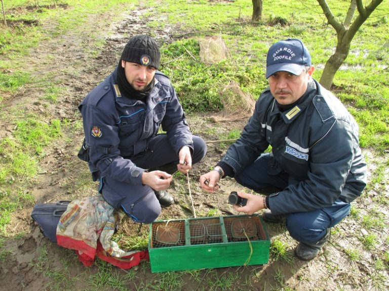 Giugliano: denunciato bracconiere per  uccellagione e maltrattamento