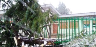 Piedimonte Matese imbiancata, danni causati dal forte vento: cade pino a due passi dalla scuola FOTO