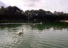 Reggia di Caserta, liberati due cigni nella Peschiera