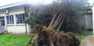 Piedimonte Matese: alberi sulla scuola “Giovanni XXIII”, alunni a casa FOTO