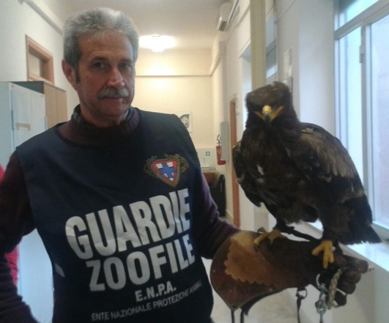 Battipaglia: volontari Enpa recuperano aquila