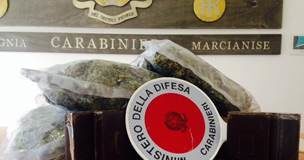 Marcianise: oltre 2 chili di marijuana in casa, in mantte