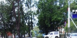 Tragedia sfiorata a Piedimonte Matese: pino si abbatte sopra auto davanti all’alberghiero, la proprietaria era appena scesa FOTO