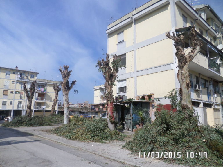 Aversa: si potano gli alberi all’Unra Casas