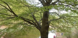 “Con Gioia negli occhi”, la professoressa Annalisa Florio lancia l’iniziativa sul web