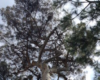 Aversa: pino malato nel Parco Pozzi, l’amministrazione annuncia abbattimento