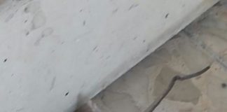 Ratti e insetti sulla scuola media “Bagno”, la segnalazione di Primavera Cesana