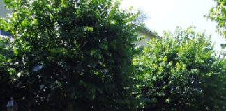 Camorra e politica: carabinieri “setacciano” per 5 ore Consorzio di bonifica Sannio-Alifano e Comunità Montana Matese