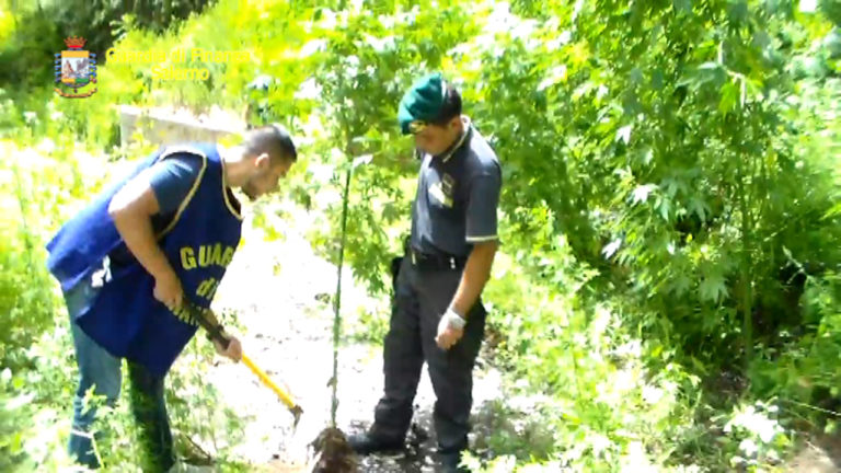 Sarno: scoperta piantagione cannabis, arrestato responsabile