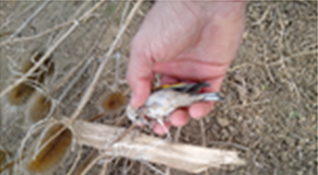 Portico di Caserta: cattura uccelli protetti con richiami vivi, denunciato 21enne