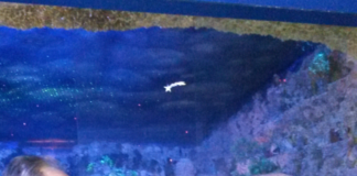 Santa Maria a Vico: premiato il maestro dei presepi Oberdan Vicario