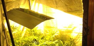 Villa di Briano: serra per la coltivazione di marijuana, 32enne nei guai