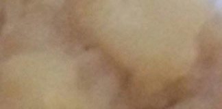 Carinaro: formiche nei piatti serviti dalla mensa scolastica, Barbato insorge