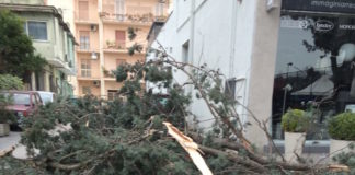Salerno, alberi sradicati dal forte vento: traffico in tilt