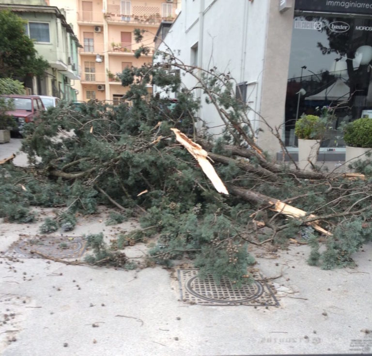 Aversa: vento forte, si staccano rami in viale Olimpico