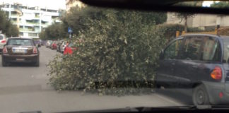 Aversa: rami su auto in sosta in via Ligabue – FOTO
