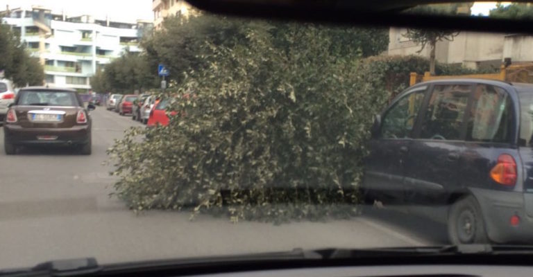 Aversa: rami su auto in sosta in via Ligabue – FOTO