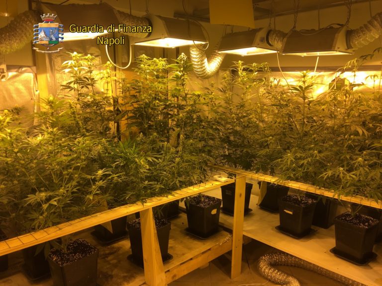 VIDEO – Giugliano: villetta trasformata in serra per la coltivazione di marjuana, due giovani nei guai