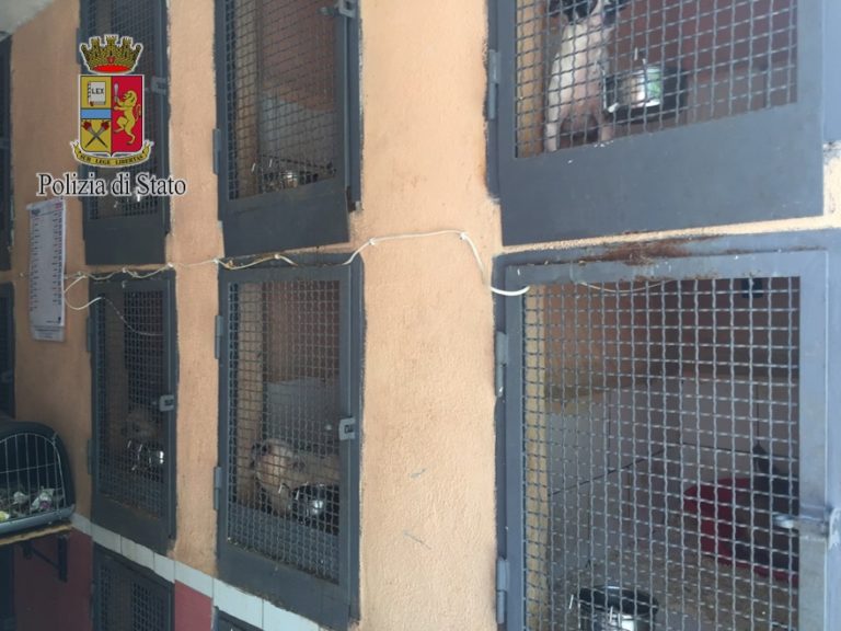 Marcianise: scoperto allevamento abusivo cani, chihuahua chiusi in un garage