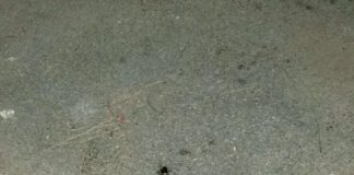 Aversa, blatte in via San Lorenzo