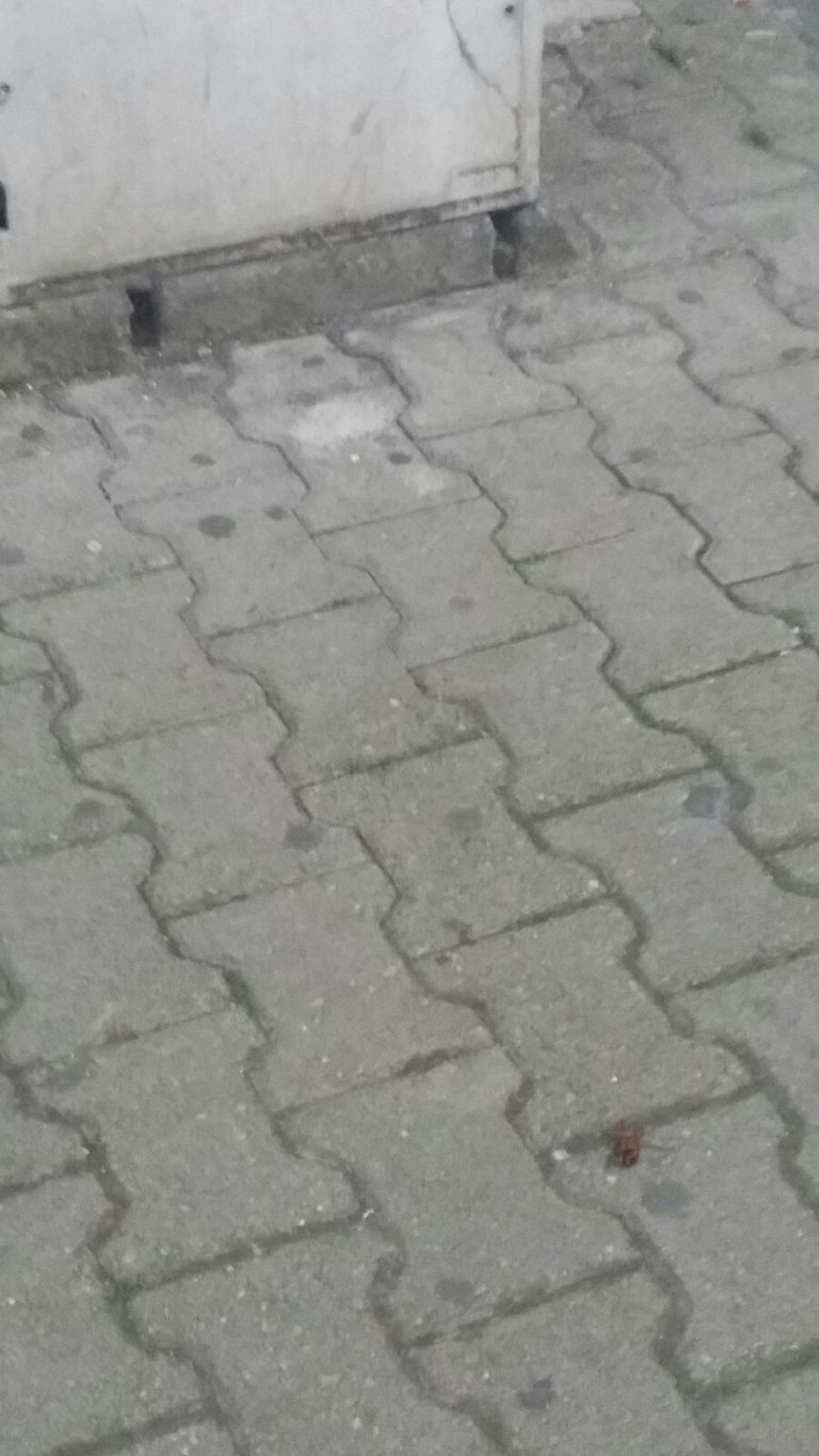 Aversa: blatte a passeggio in via Raffaello LA FOTO