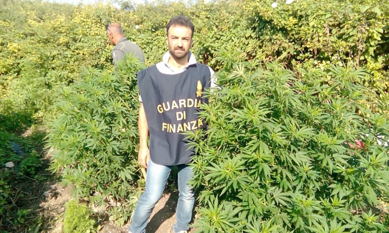 Marcianise: scoperta piantagione cannabis a due passi dal Campania