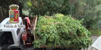 VIDEO – Sessa Aurunca: scoperta piantagione di cannabis in un pescheto