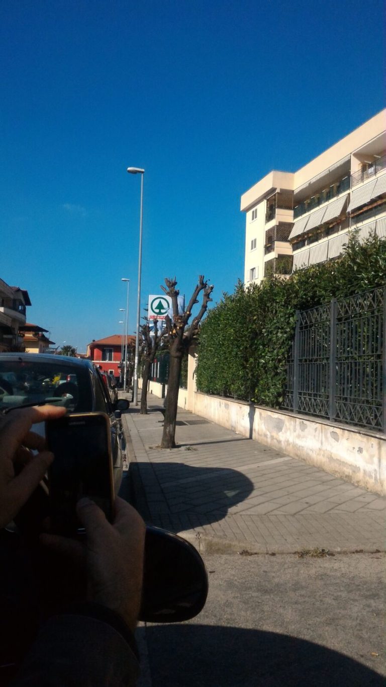 Aversa, Golia: basta potature senza criterio
