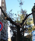 Aversa, Wwf chiede stop immediato potature indiscriminate