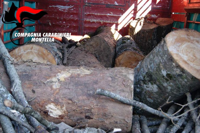 Calabritto: sorpresi ad abbattere alberi, denucniati